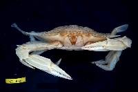 Flower crab Collection Image, Figure 3, Total 3 Figures